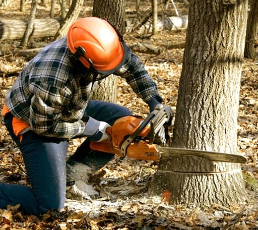 Tree Removal in Roff, OK